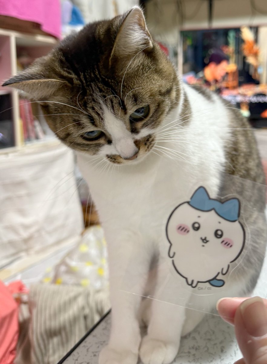 つくきな❤︎ココテテ🐈‍⬛⸒⸒⸒⸒🐾 (@tsukukina971) / Posts / X