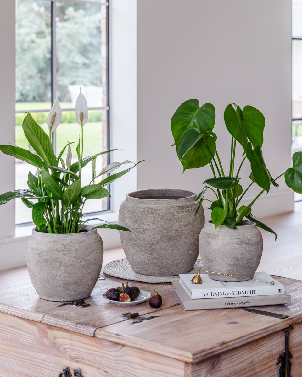 IvylineGB's tweet image. Nothing lifts a space quite like greenery 🌿

Shop the full collection of indoor planters here: eu1.hubs.ly/H0rkQGB0

#Ivyline #InteriorInspiration #GreenLiving #HomeAccessories #StyleYourSpace