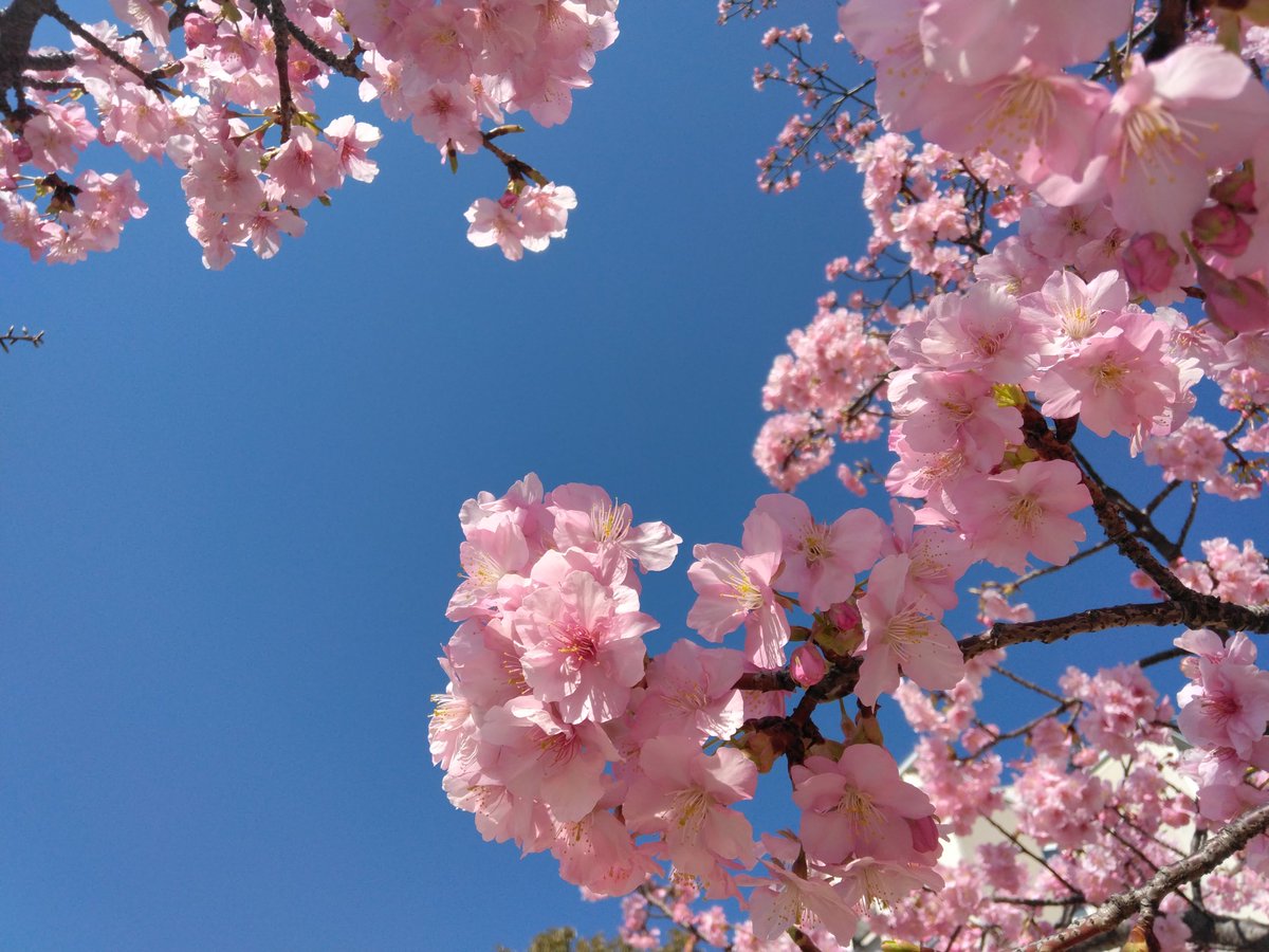 bee7295's tweet photo. 河津桜が青空の下、元気に咲いていました。なんてかわいいピンク色なんでしょうね。 https://t.co/xX3fSebLFy