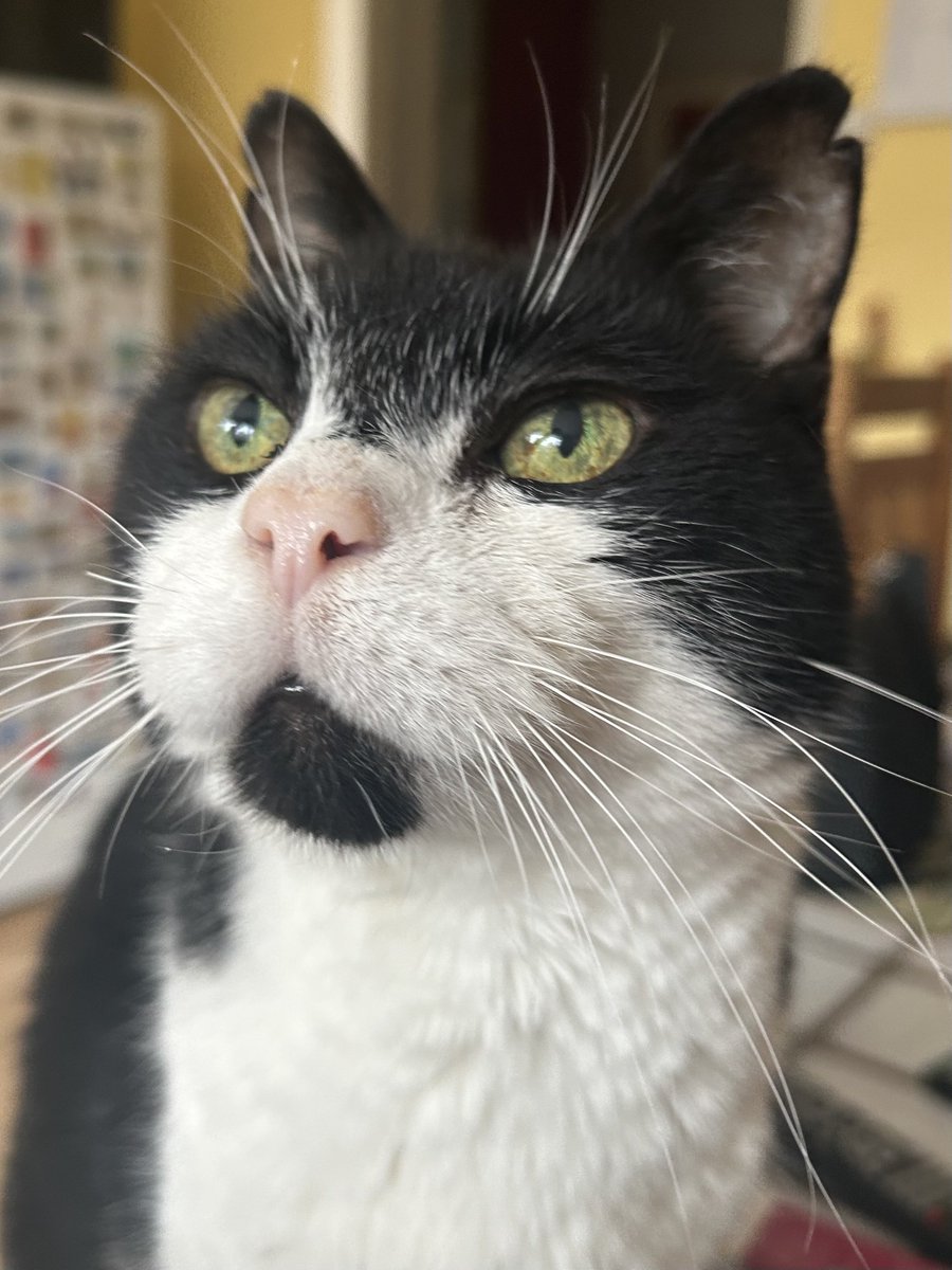 D.V. Catt tweet media