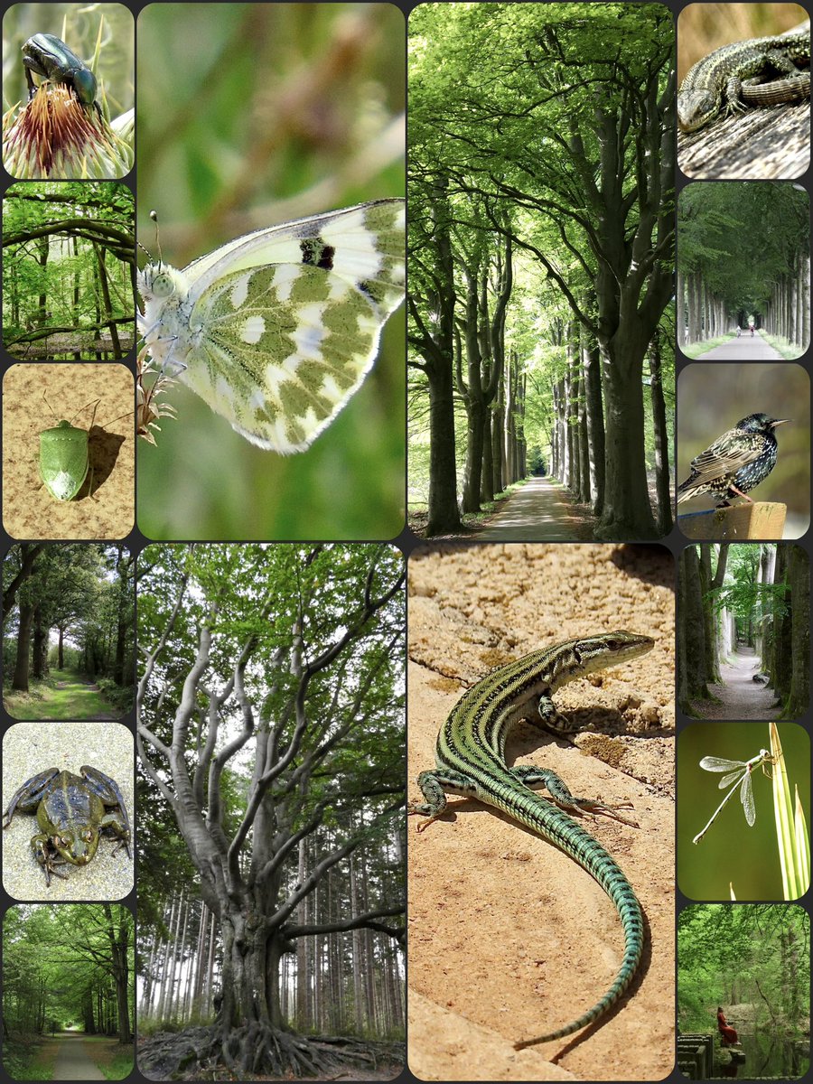 MiekePoiesz's tweet photo. #KleurInDeNatuur
#bosgroen๐ณ
#ColorinNature
#ForrestGreen
@ChrRoland
Fijne zaterdag!๐โโ๏ธ๐ https://t.co/Gf458Dm0Jd