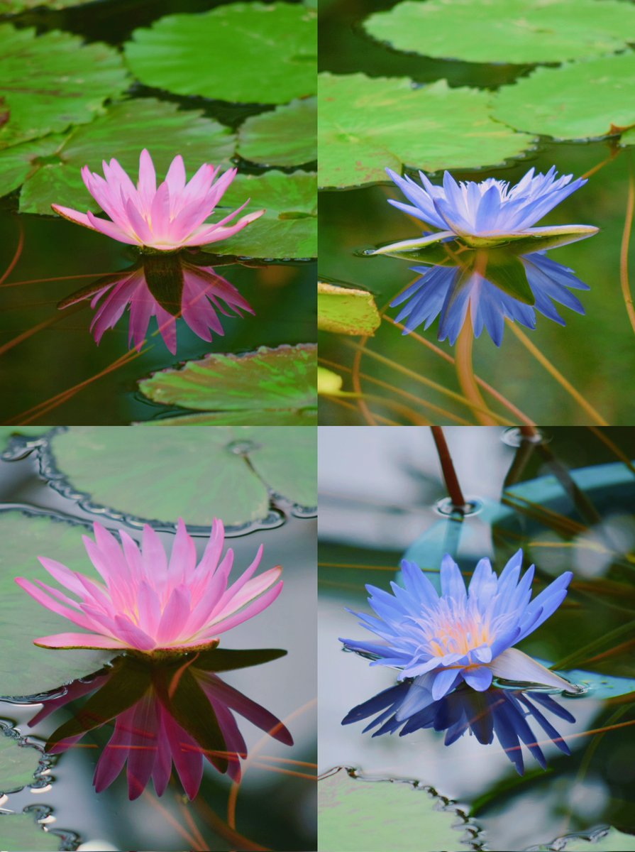 滋賀県草津市 水生植物公園みずの森 atrium 熱帯スイレン🪷 2️⃣
