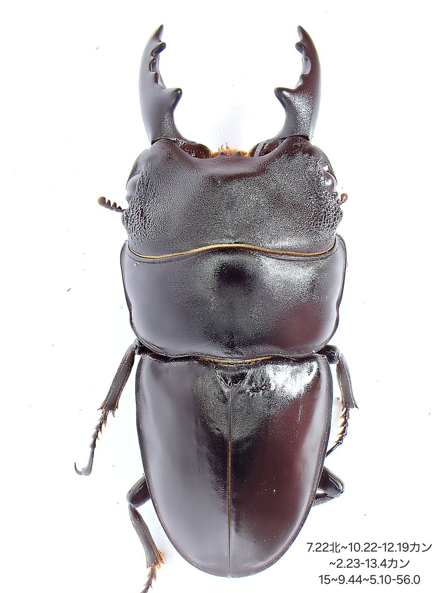 stag_beetle_japan (@JapanStag) / Posts / X