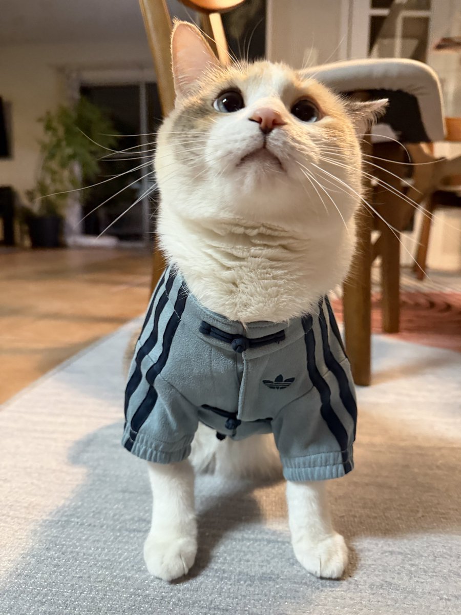 Post by さび🐈‍⬛ on X: あたちも着てみた