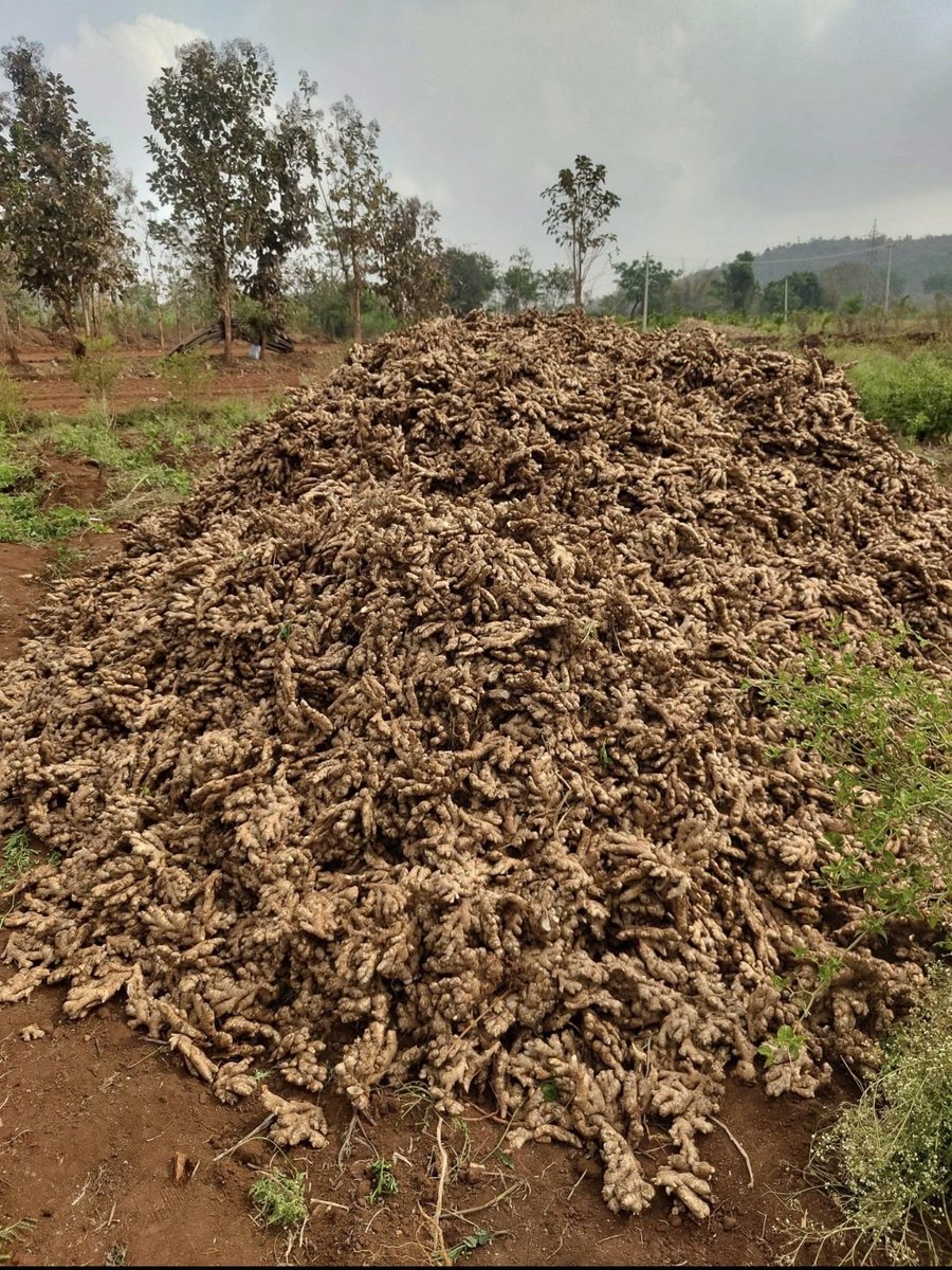 THIS IS HOW I TURNED #2M naira to 11m naira in just 7months farming GINGER on 2 plot of land 

Last year I cultivated ginger on 2 plot of land and the harvest caught me off guard

Let me give you a breakdown for you to know how lucrative ginger farming is 

The total space we