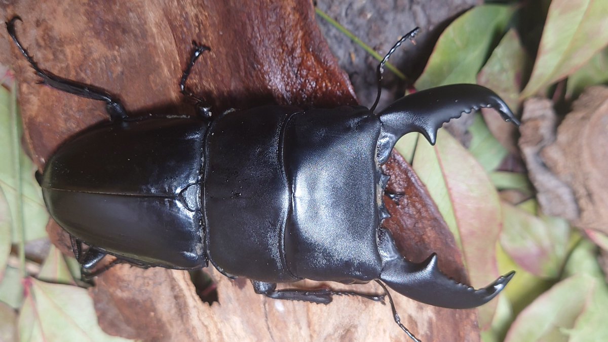 かぶぶくわわ (@mushi_lowkun) / Posts / X