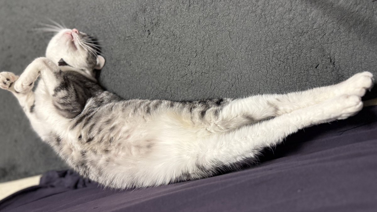 よろしくニャン ※この子はキャストではありません。