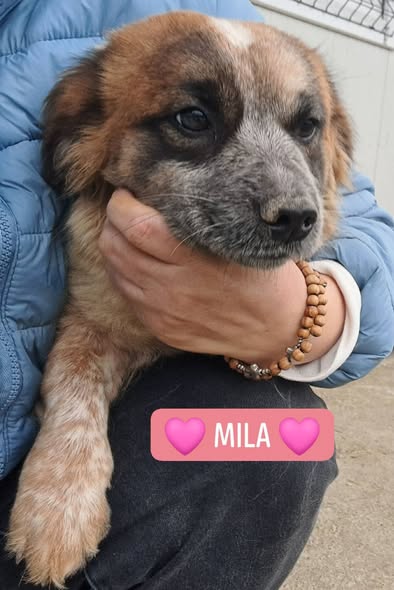 DNVSaveanimals tweet media