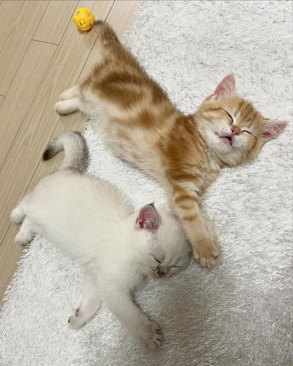 kitten_zukan's tweet photo. 同じ姿勢で寝てる🥰 https://t.co/XbULPOudCH