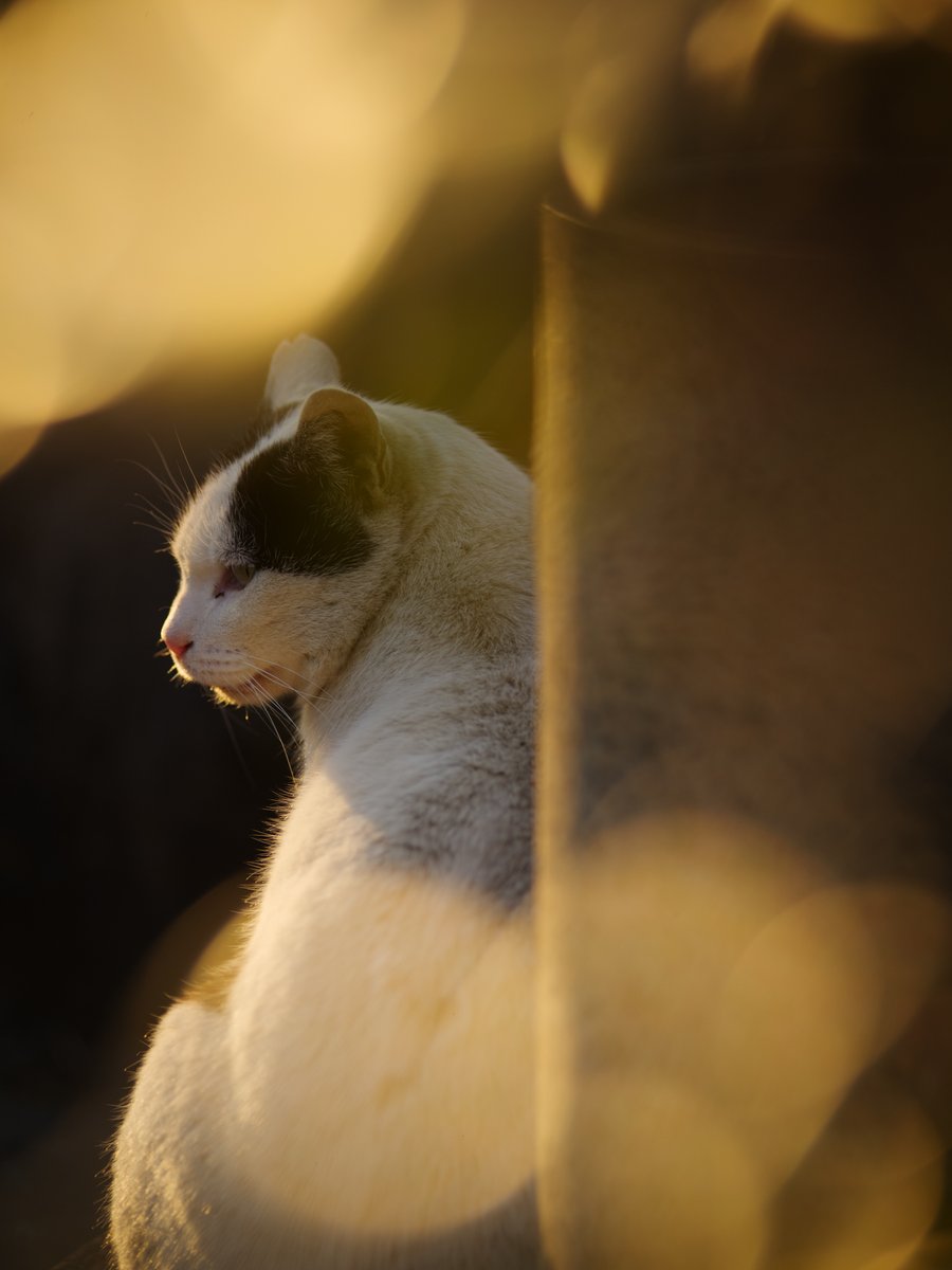 そとねこたちのポートレート 夕暮れの柔らかい光に包まれて、静かに