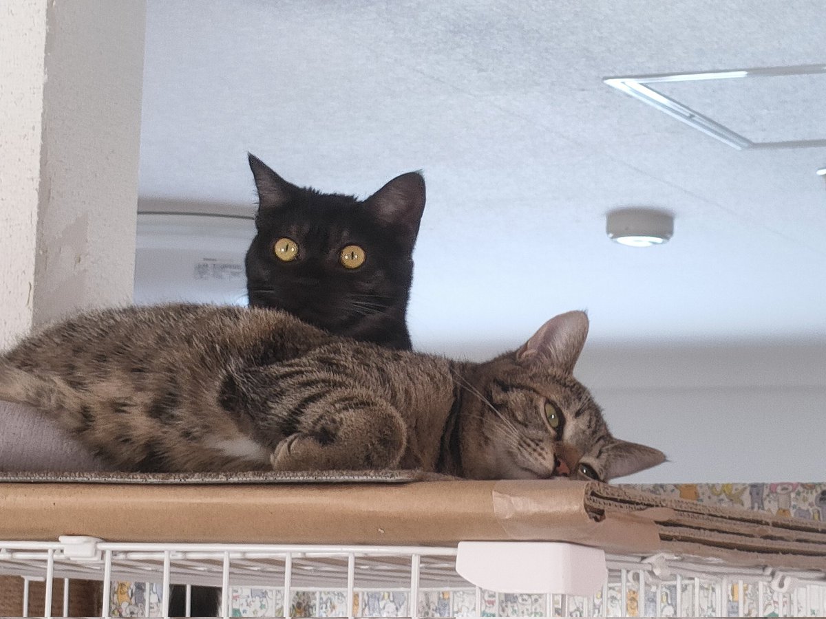 午後は増毛のくつろぎの家さんに行きました。譲渡会でしたが、身内会の