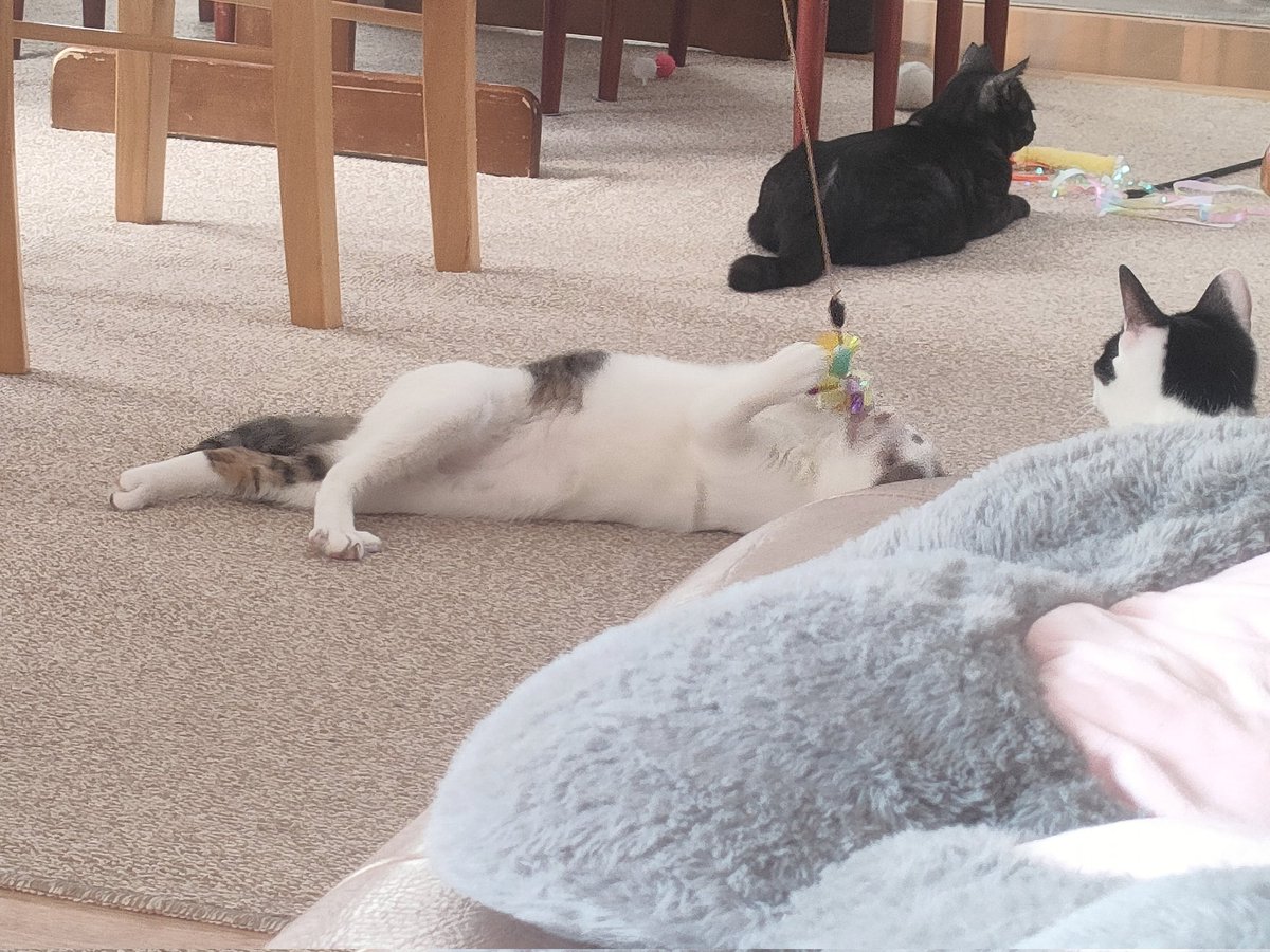 午後は増毛のくつろぎの家さんに行きました。譲渡会でしたが、身内会の