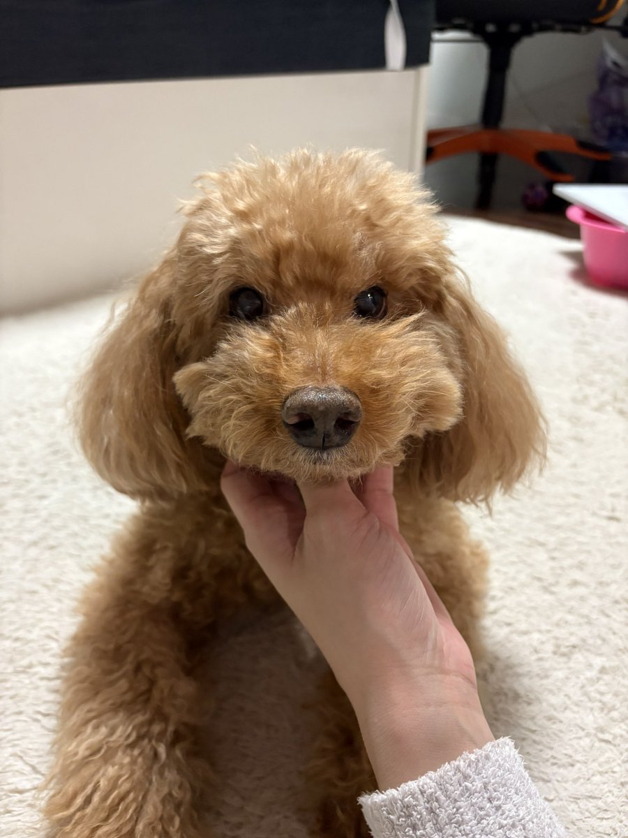 ぷりん🐶ちゃいろいいぬ (@meikenpurin1019) / Posts / X