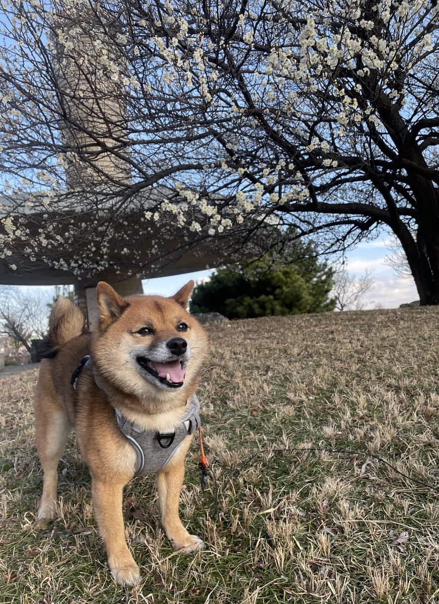 豆柴🎾九十 (@rojiko7) / Posts / X