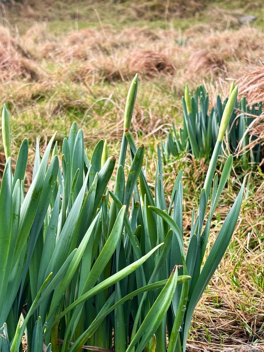 Joyce Campbell tweet media