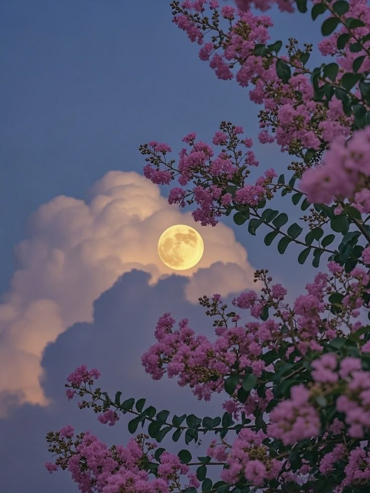 petalesblancs's tweet image. 