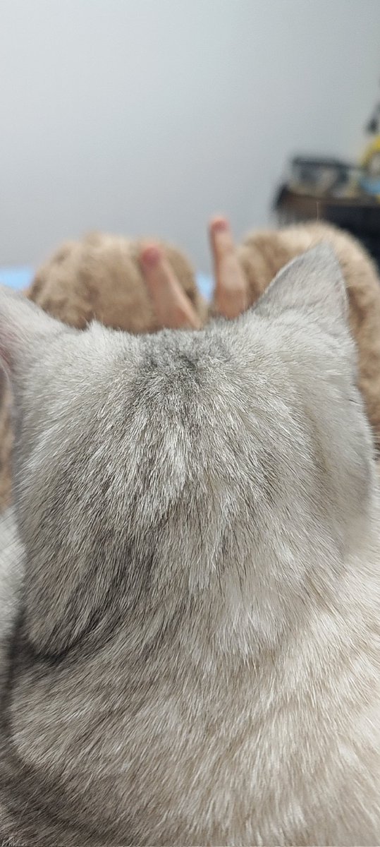 sheshejun155's tweet photo. 总之发个猫 https://t.co/kvbX5gXAKZ