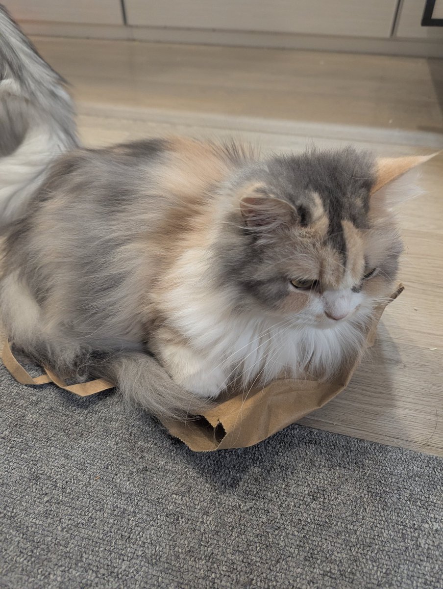 かずまる (@kazmaru_son) / Posts / X