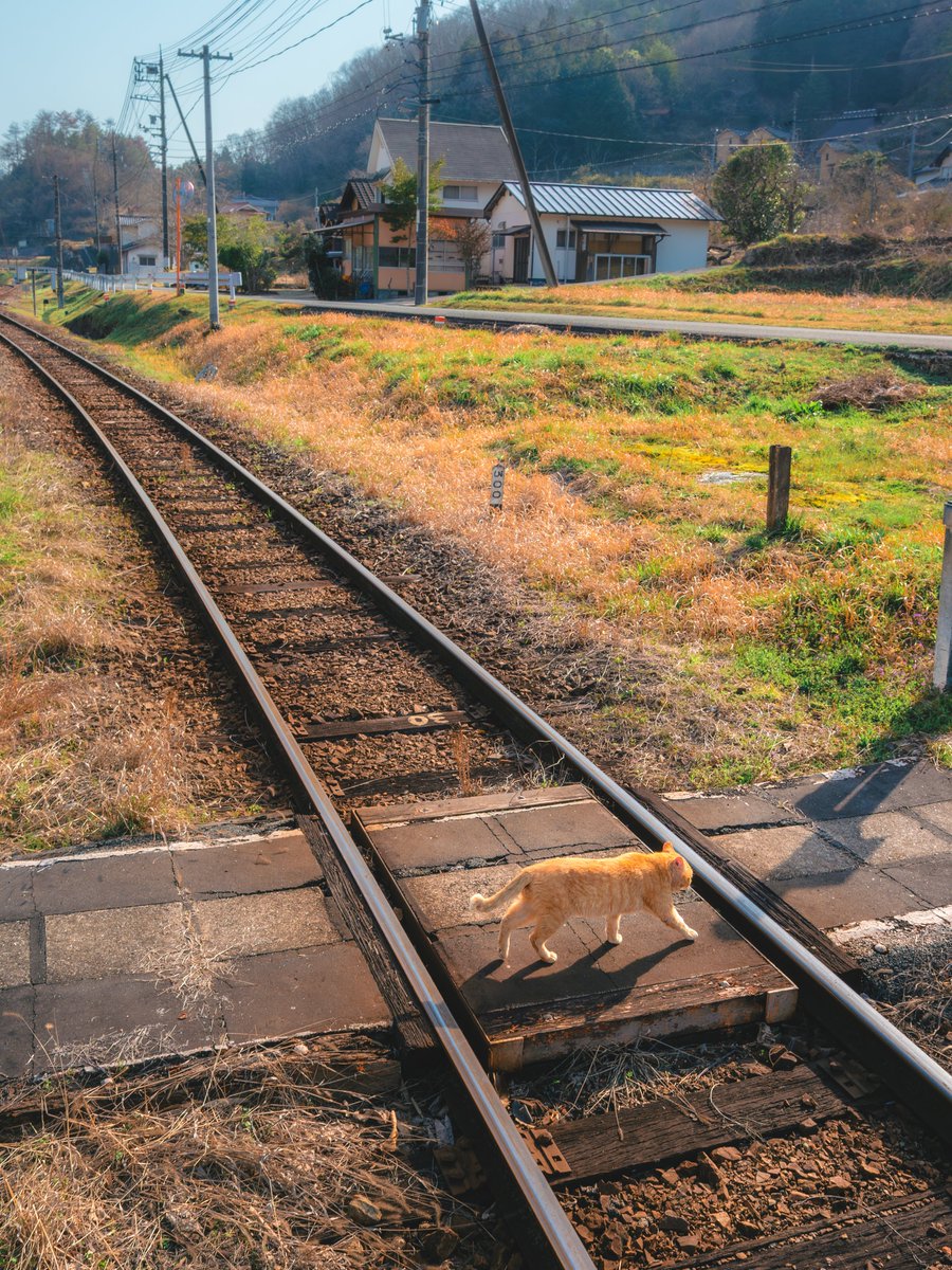 安全確認、にゃんこ 通過中.