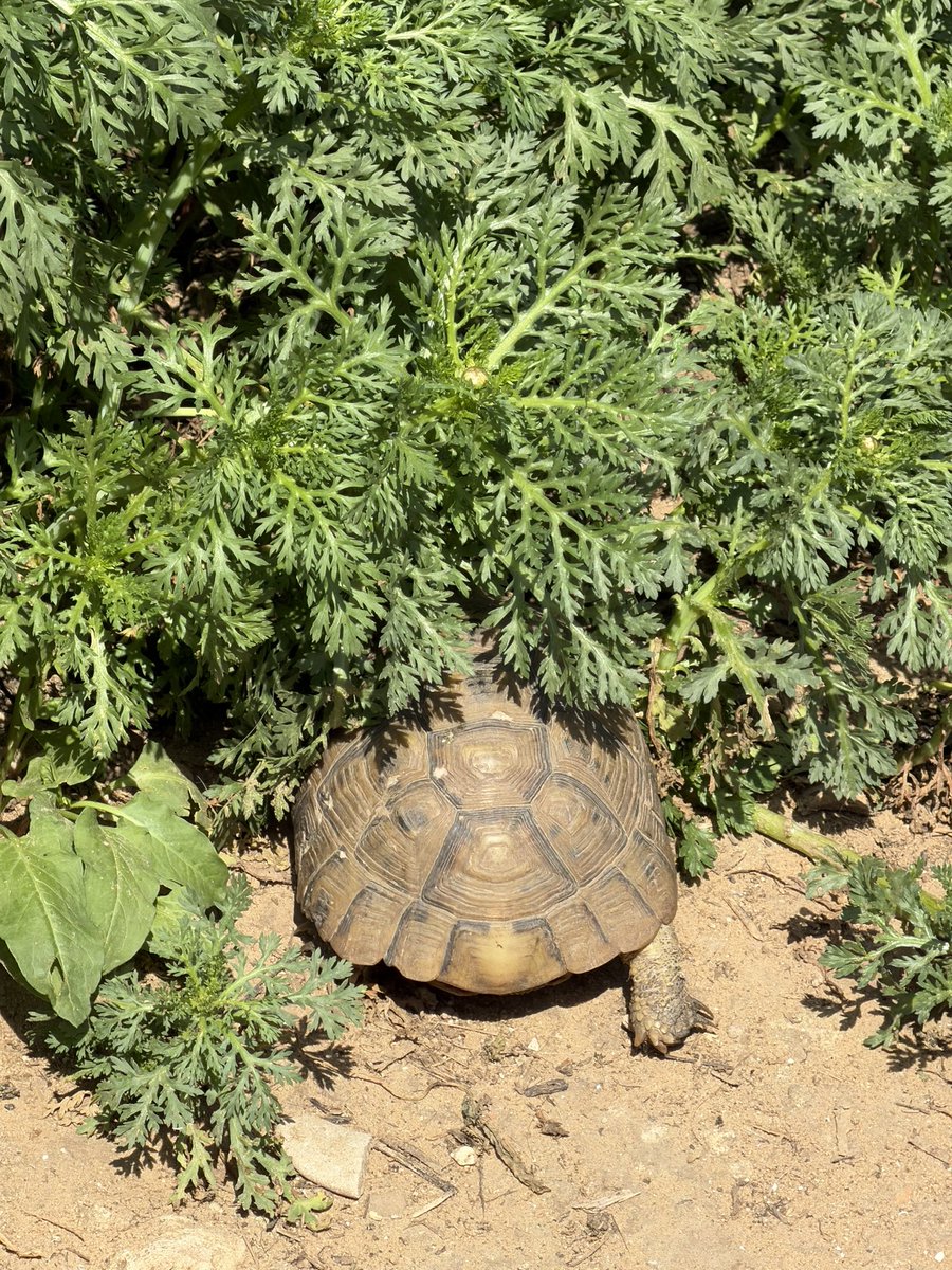 Встретила у дома такую лапочку 🐢