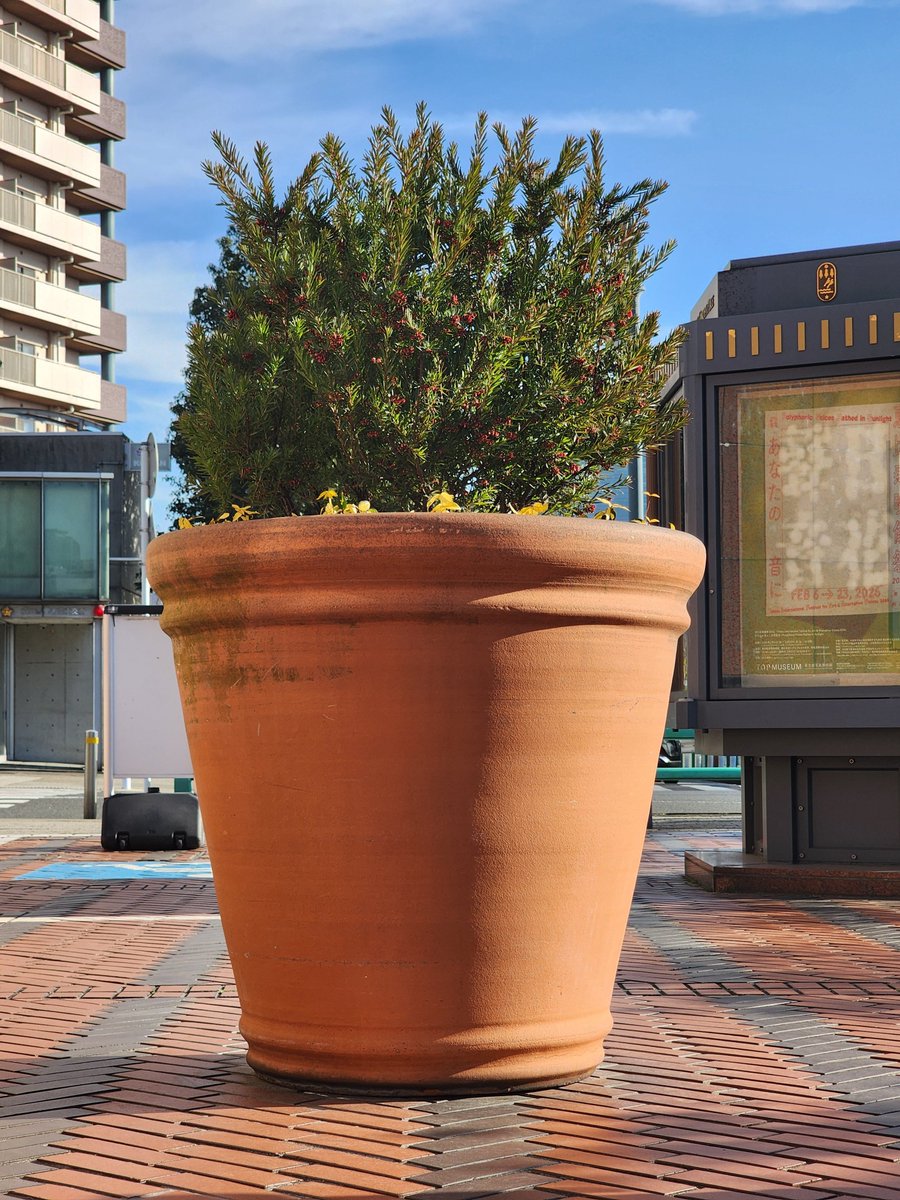 晴れた日に東京都写真美術館の横から見上げるこの巨大な植木鉢の植栽