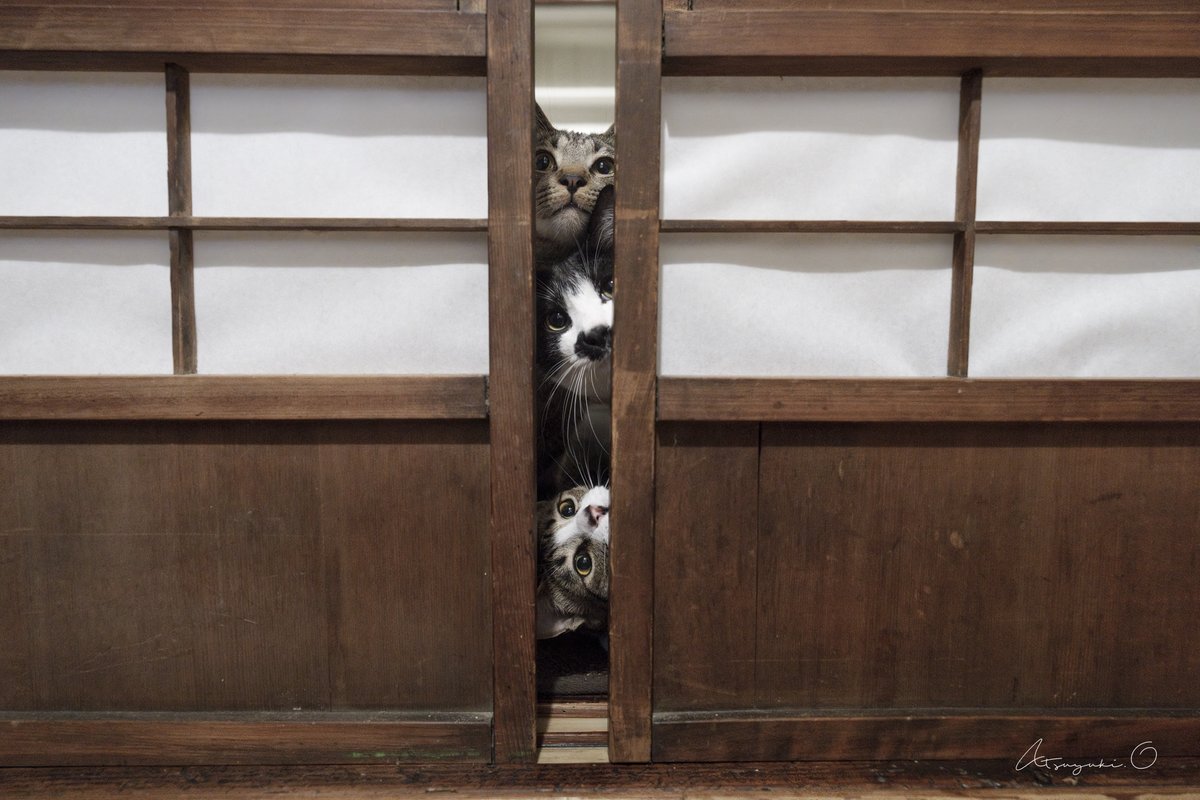 いよいよ猫の日ということで
僕のお気に入りの一枚

悪猫三銃士