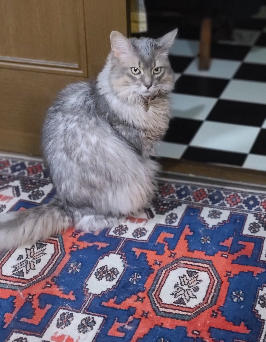 マナミ tweet media