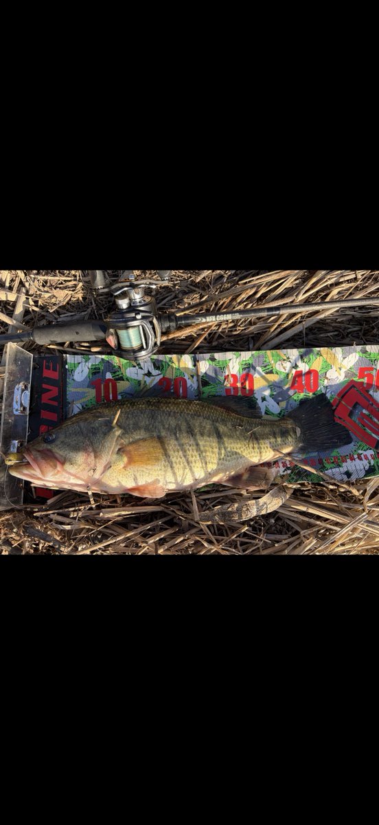 BTBulletTPT's tweet photo. 初バス！

そろそろ釣れんじゃねえかと行ってみたら釣れちゃいました。

近年の初バスサイズからすると、小さめだけど
釣れただけで嬉しい！

ネタは、春の定番 ヴァラップのウェイテッド https://t.co/lFkScfDSDE