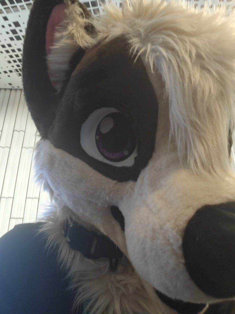 Raido / Samū → AWOO tweet media