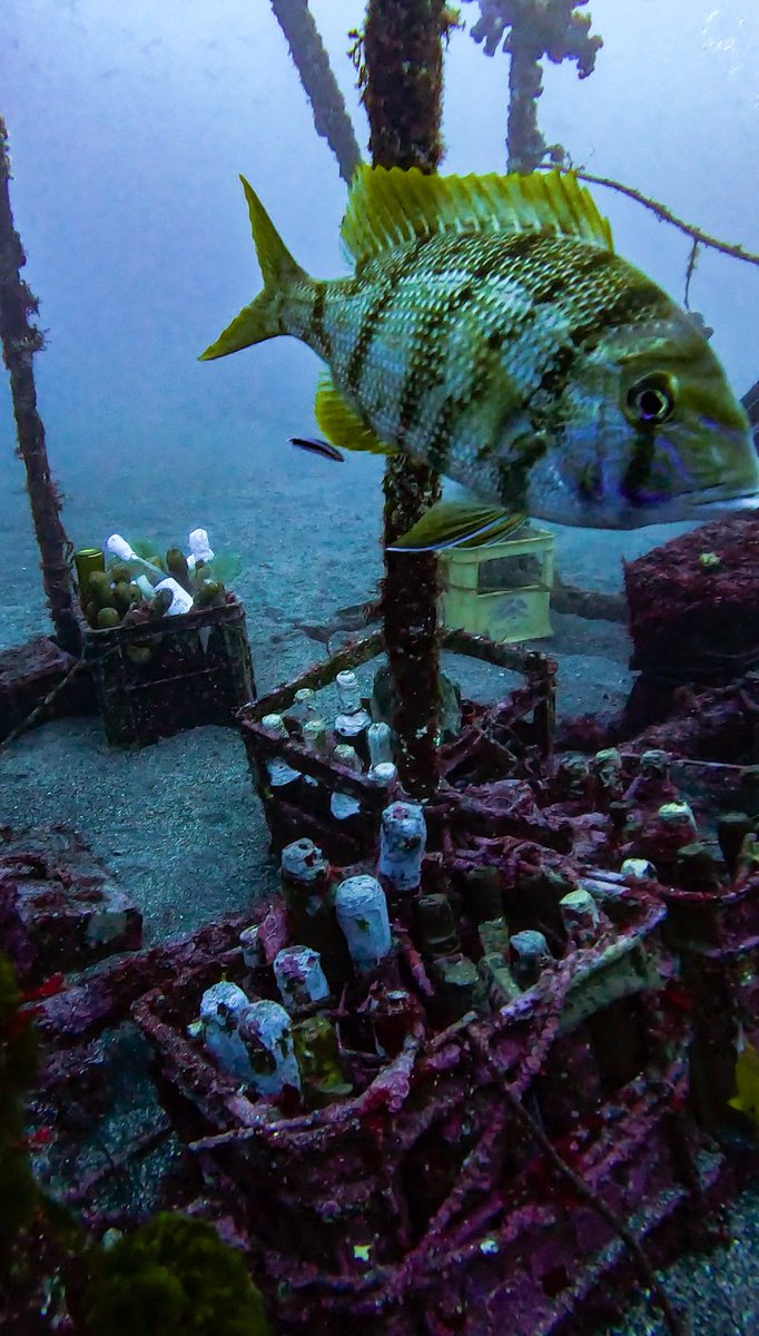 今日から伊豆大島で手術後初のダイビング。海底に酒が貯蔵されていた…！