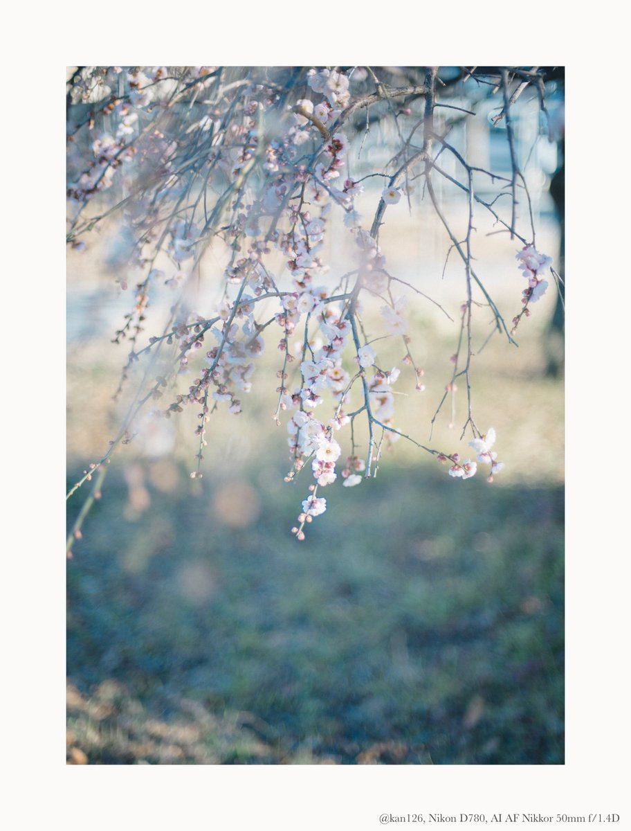 梅の咲く日に娘と遊ぶ