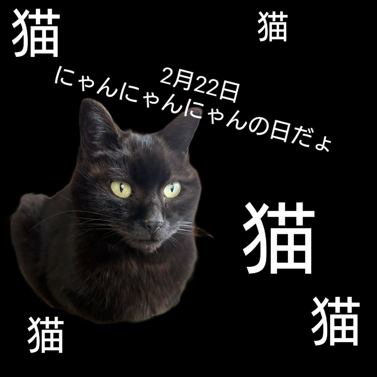 先に猫好きなので言わせて！ 明日2月22日は猫の日だょ！！！ にゃんに