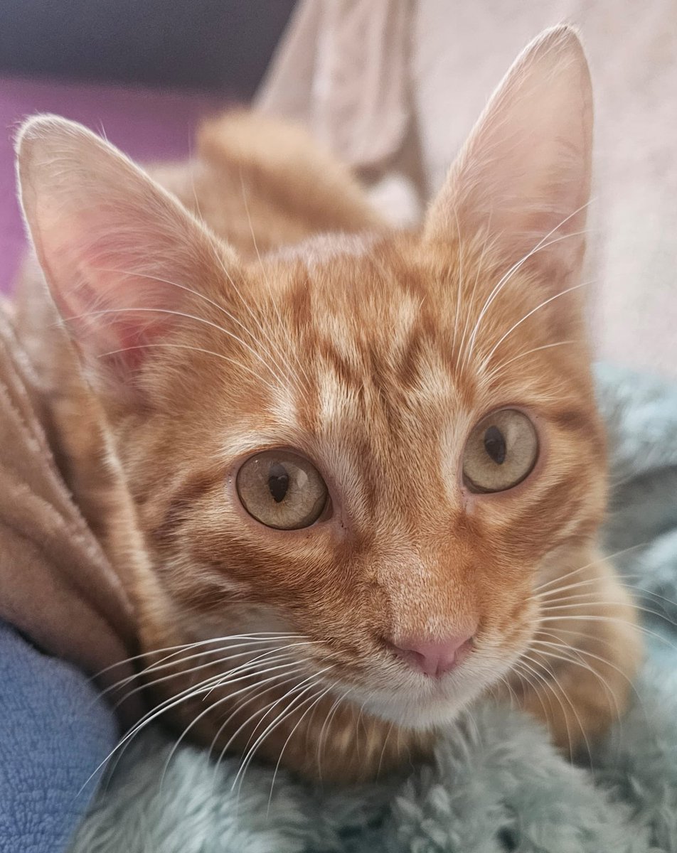 Mercedesgomezh3's tweet image. 📣📣 SI NO ADOPTAS, COMPARTE🙏🙏 Naranjito es divertido, cariñoso, sociable y precioso💕💕 3,5 meses. Adopcion protocolo responsable. BCN. Mercè T. 647936279 (SOLO TELF O WHATSAP)