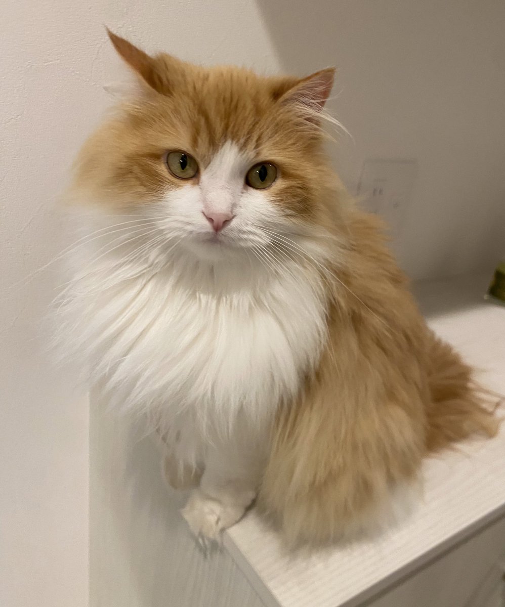 明日は、SUPERJUMBO+555高丘店 さま 初来店です