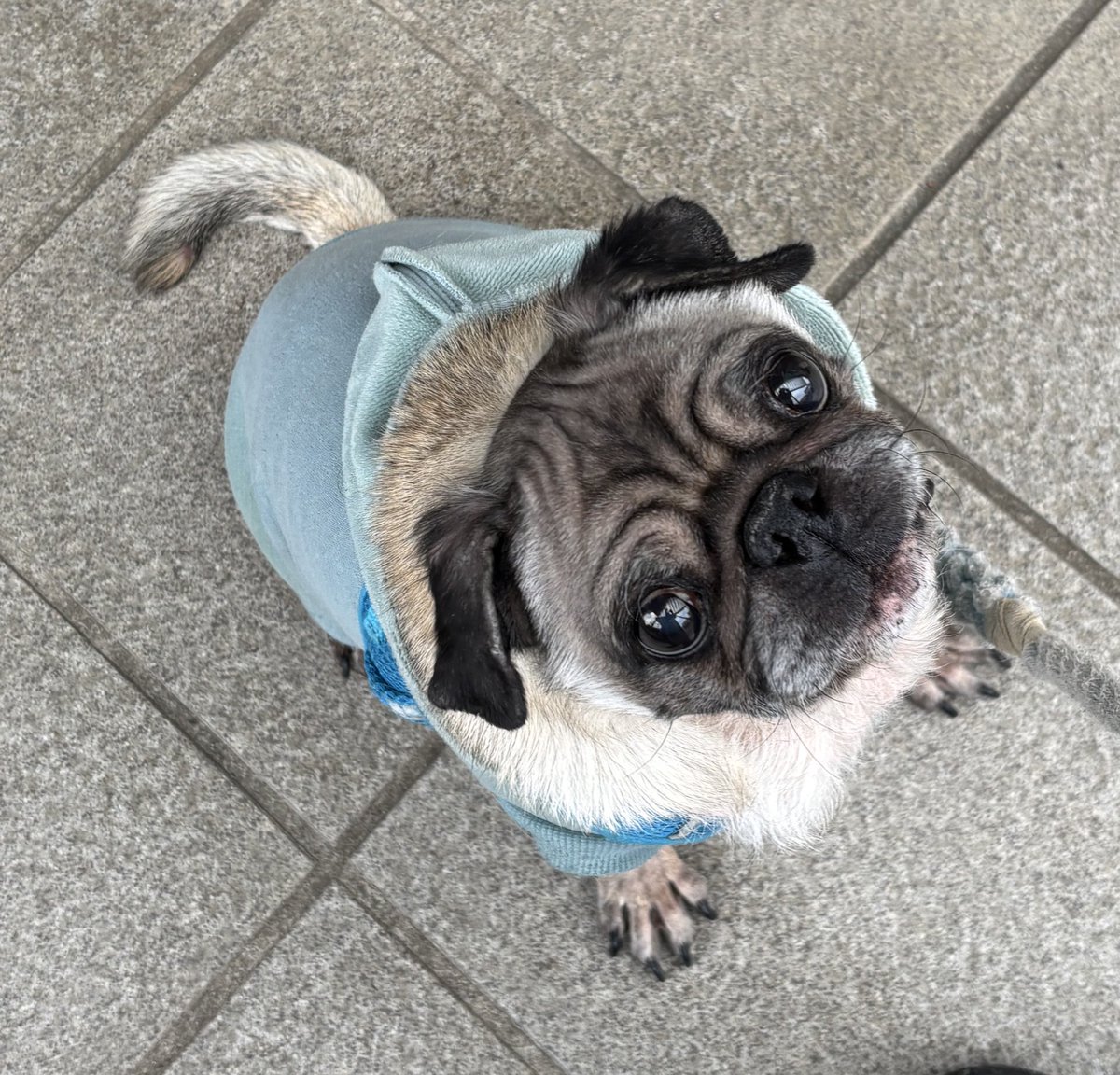 今日は私の愛娘 パグのゴンちゃん(本名:ゴンザレス)の 13歳のお誕生日