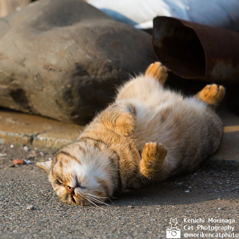 ついビッグイベントがやってくる！
こりゃ寝ちゃいられないにゃ！

かわいいと思ったら、😻♥ポチッとコメントで教えてにゃ！
フォローとイイね、ありがとにゃ

#猫
#猫の日
#nekoくらぶ