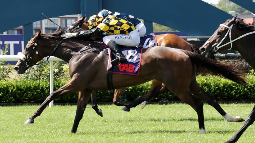 rpbloodstock's tweet photo. 🏆 "We’ve seen him get better this prep and you wouldn’t rule out him going to another level again."

From unwanted yearling to Group 1-winning sprinter: Too Darn Hot's Tropicus headlines brilliant day for Darley stallions in Australasia

Read more here 👉 https://t.co/8iRW1eMyYA https://t.co/Z7TWojCnuH