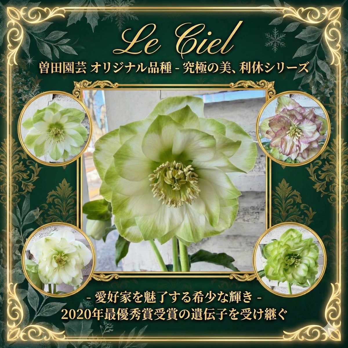 曽田園芸 さんの激レアオリジナル #利休 シリーズ今年も販売中✨2020年