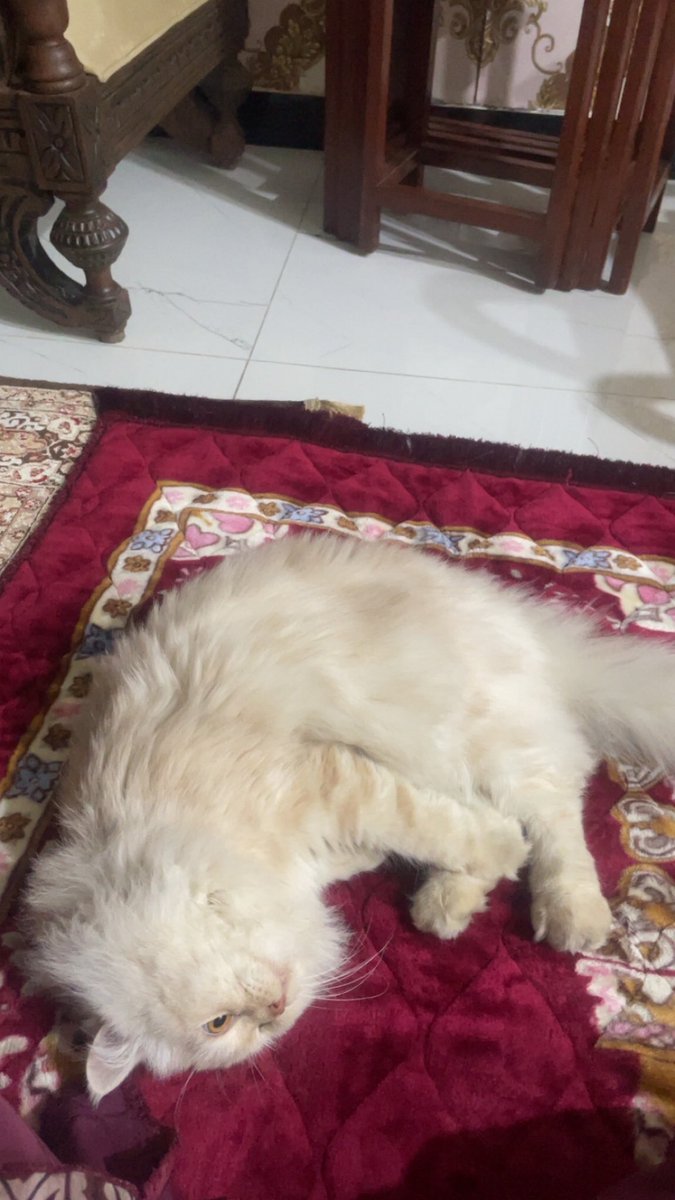 MariamSKhokhar's tweet photo. My namaz partner is very attractive im always distracted by him https://t.co/0uDJ7qjCPL