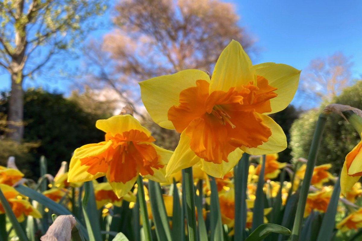 Fi Brown PhD CF MCIHort tweet media