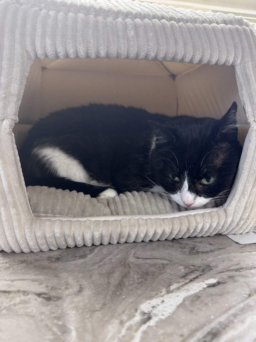 SpanielsSuper's tweet photo. Mum & dad bought me an indoor igloo to make me feel safe & cosy when I started coming insideโฆ.. ๐ฅฐ#ILovedIt
PussPuss stole it ๐ซฉ
Yesterday mum & dad bought me another indoor iglooโฆ.. ๐
#JustForMe
PussPuss has stolen it ๐ฅบ#LovesIt
I will just sleep in one of my other 3 beds! #MarthaManyBeds
#MarthasForeverHome
#CatsOfTwitter
#CatsOfX