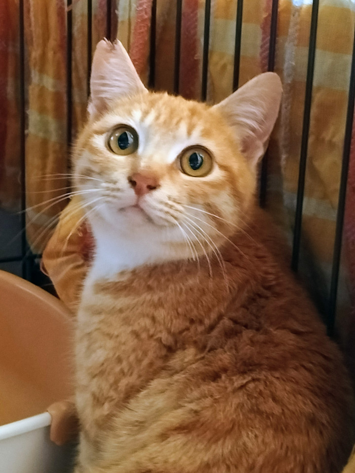 水かけ現場から保護◇人馴れ1年生の茶々丸 埼玉県 ♂ 生後6ヶ月 の