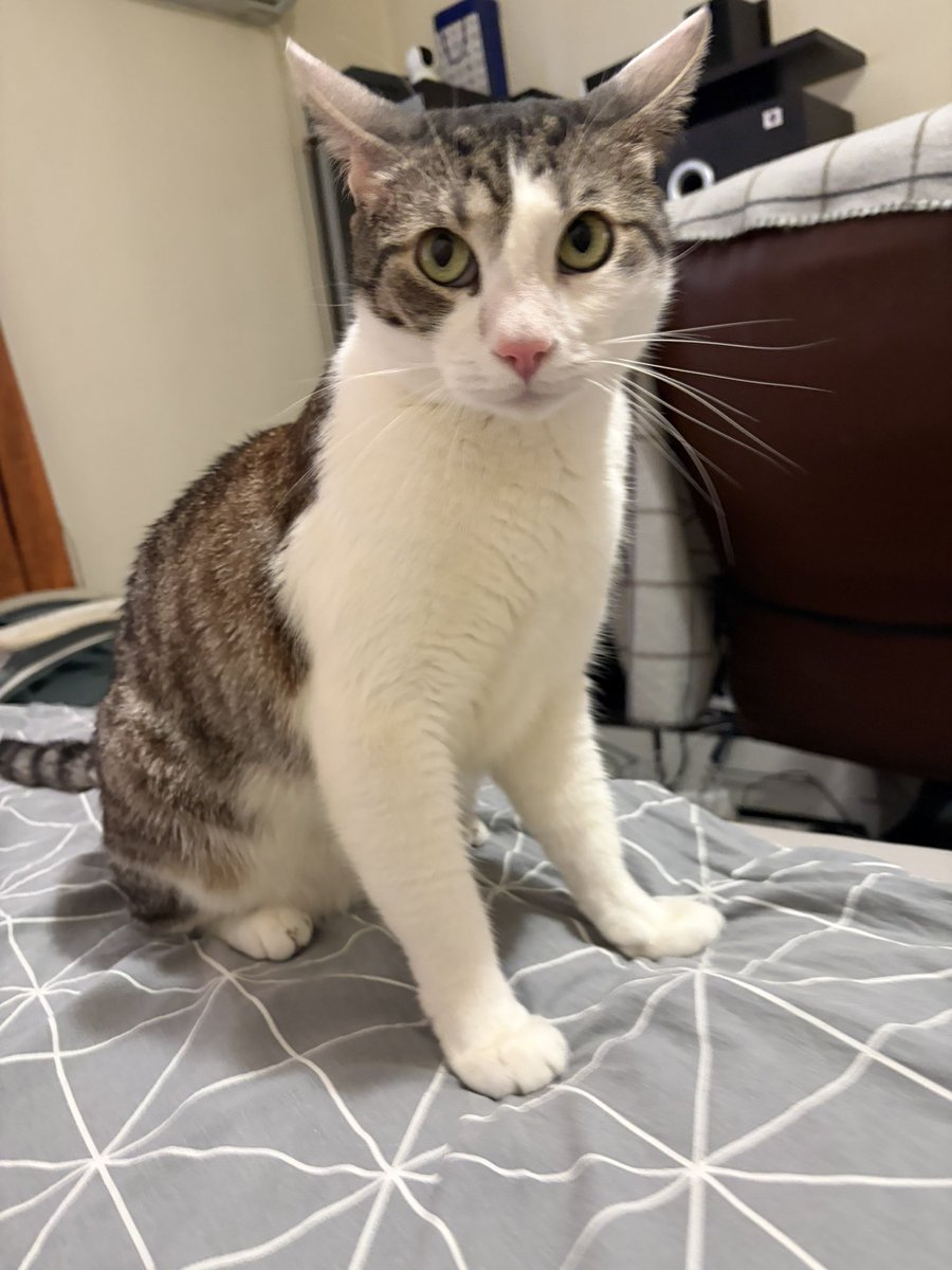 booly.dev tweet media