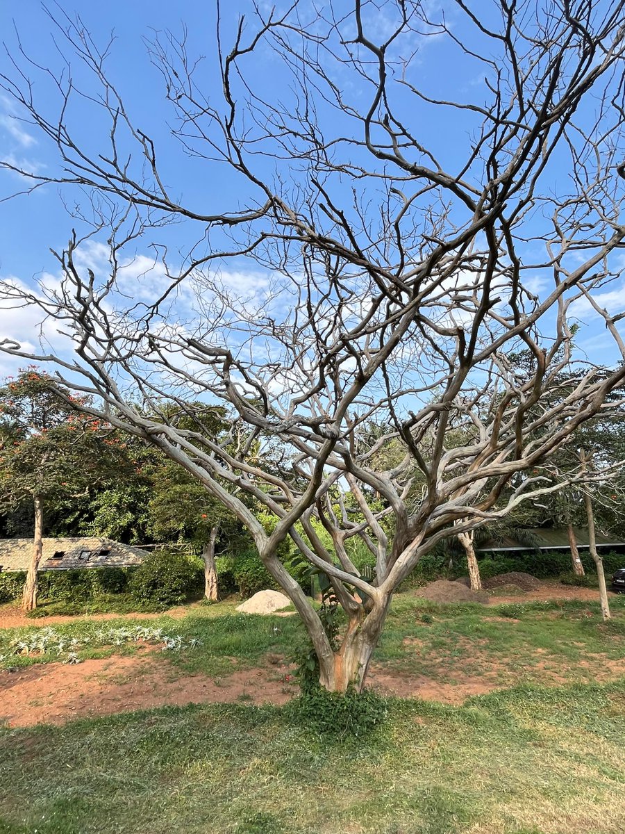 Herbert K'ton tweet media