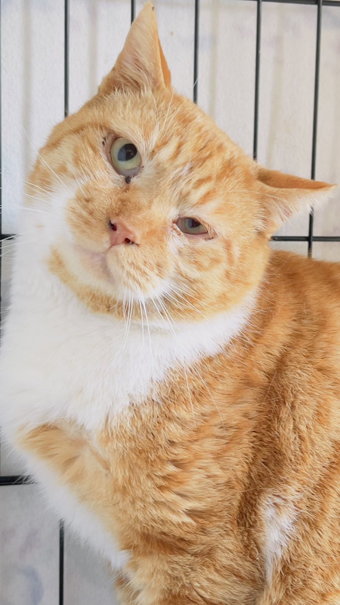 我が家の猫たち tweet media