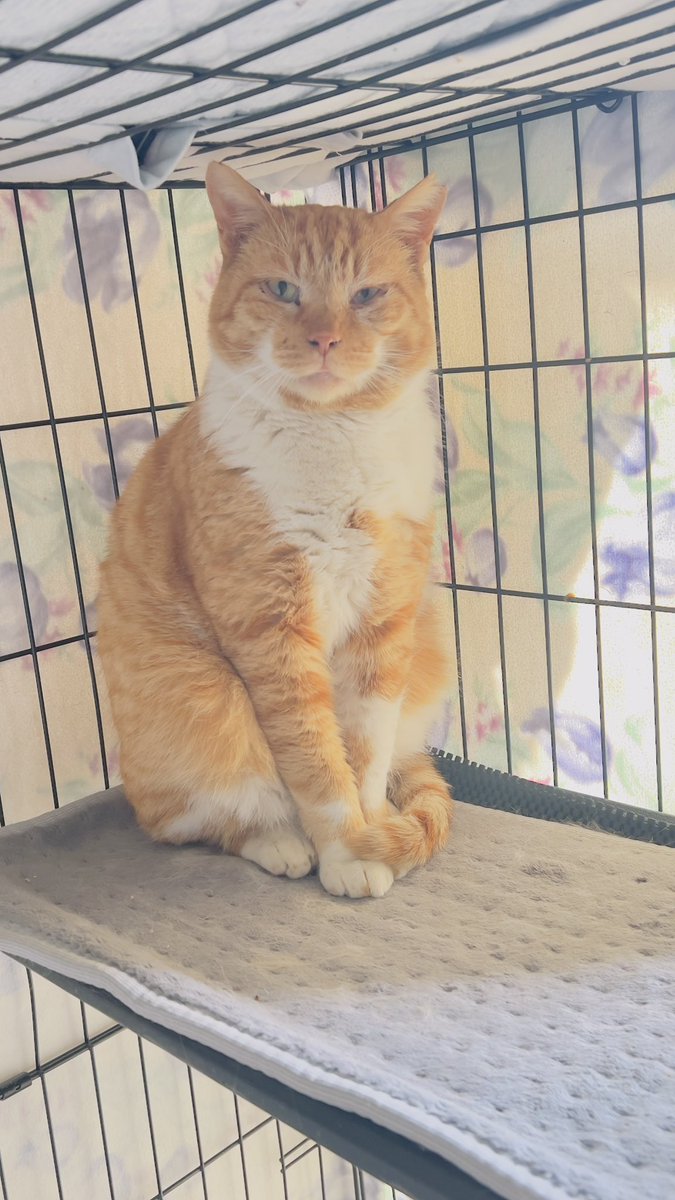 我が家の猫たち tweet media