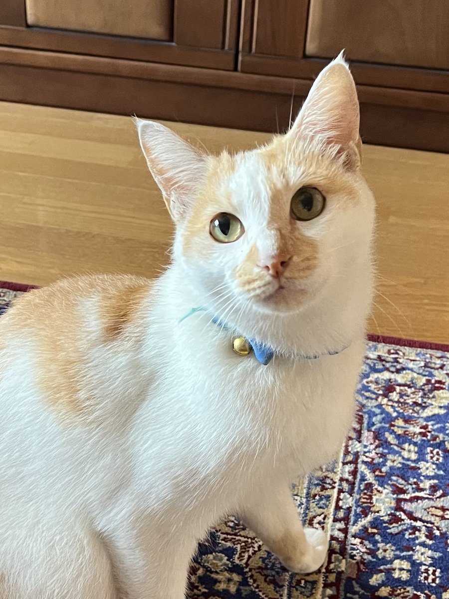 迷い猫 マロンちゃんが迷子です 何処にいますか？🥺 早く🏠お家に帰れ