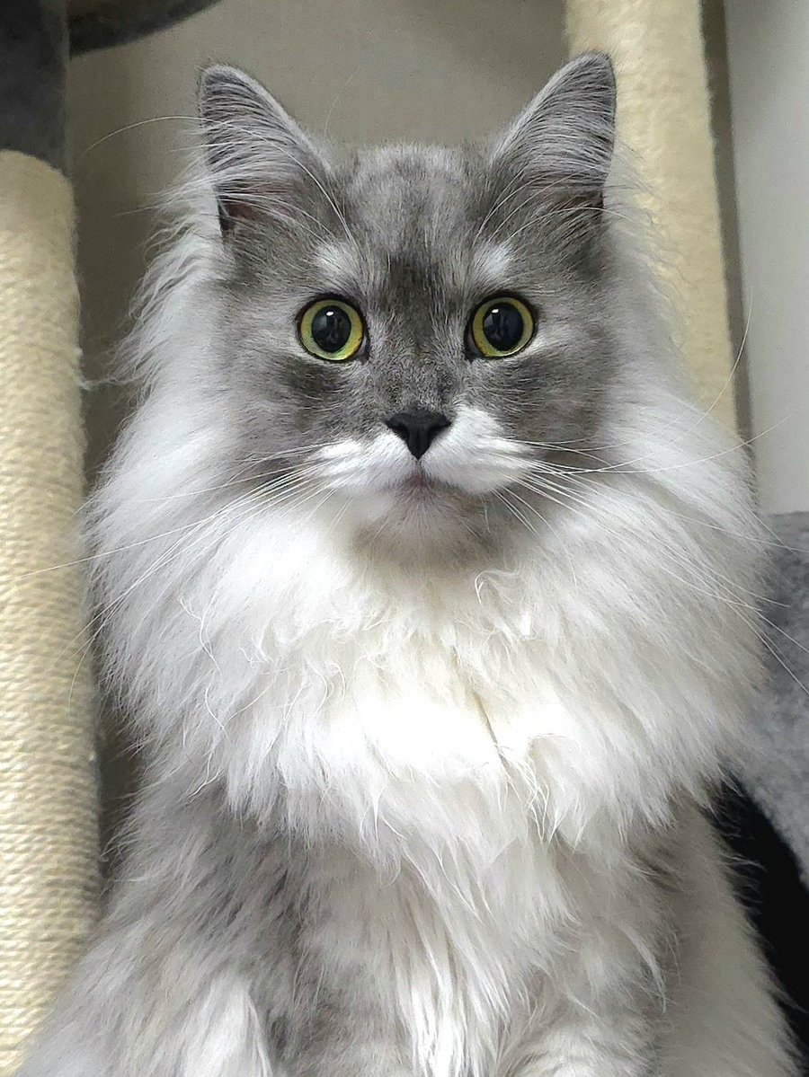 らんまる🐾 (@1224_ranmaru_jp) / Posts / X