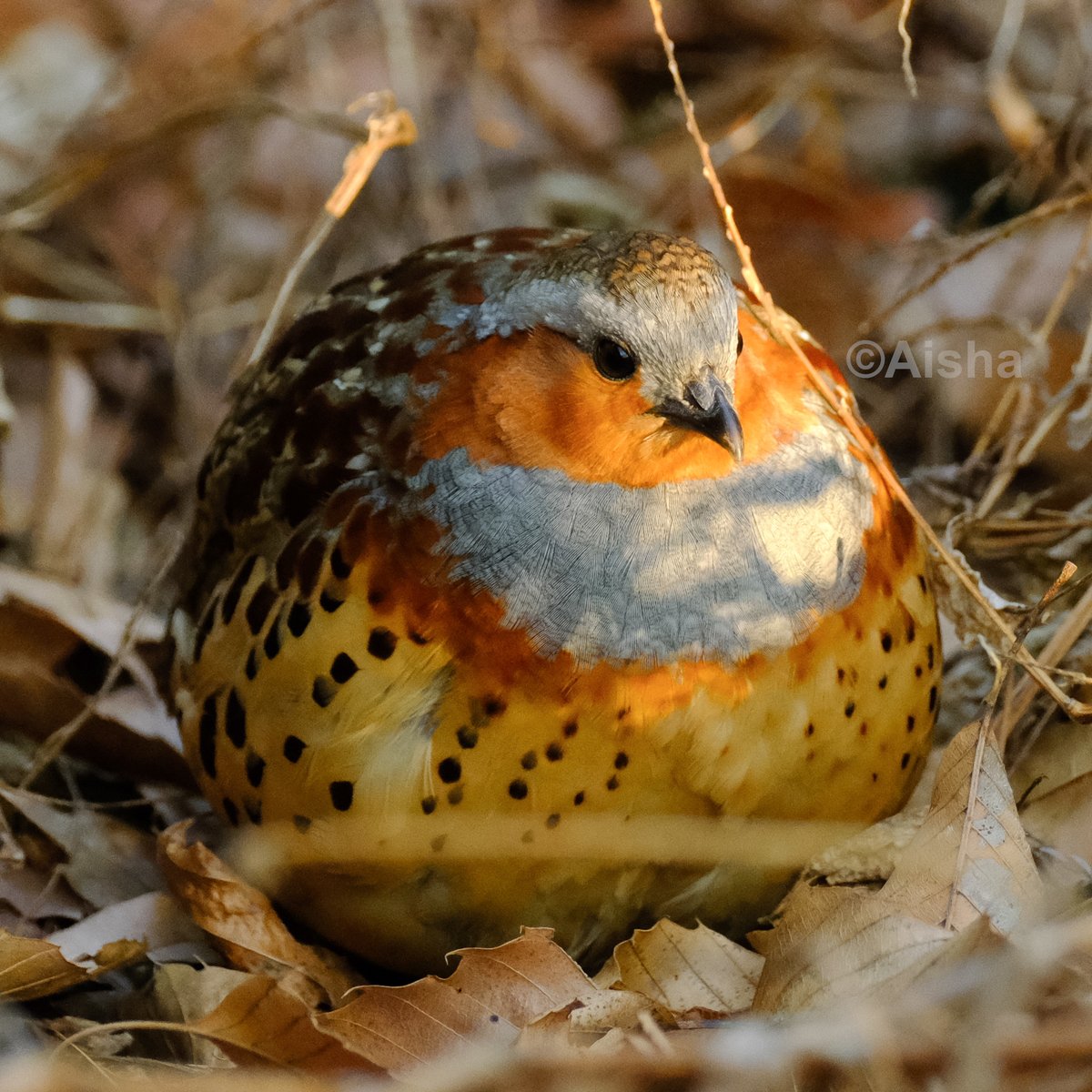 沢山の「いいね」、有難うございます！