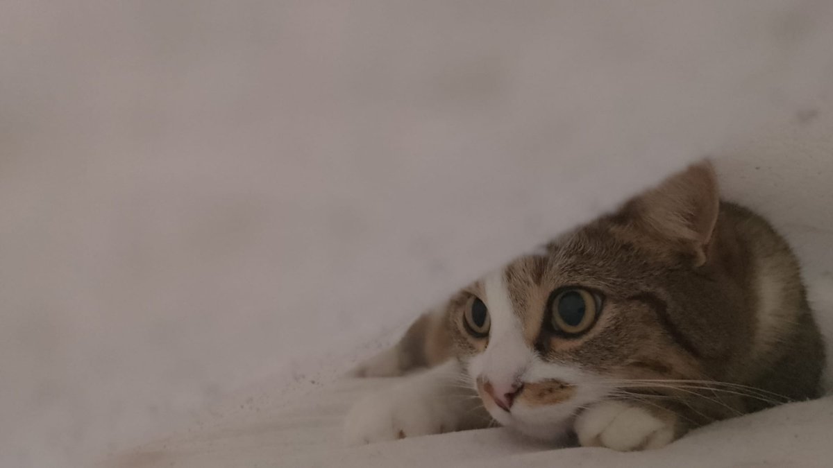 AlessiaMeloni11's tweet photo. My #cat , my #love , my #Queen , my #muse https://t.co/PrOgoOB4h4